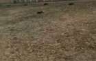 Teren 840 mp Sabareni (Giurgiu) 2 loturi alipite, construibil, cadastru + intabulare, direct proprietar - 2