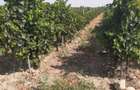 Vand 4,64 ha teren viticol cu plantatie de vita-de-vie Carligele, Podgoria Cotesti, Vrancea - 3