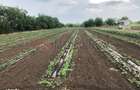 Ferma de vanzare | 3 ha | Intre Bucure?ti ?i Constan?a | Exploata?ie a - 5