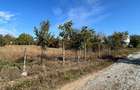 Teren intravilan de vanzare, 2600 mp, zona Carcea - 2