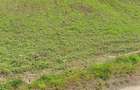 Teren 700 mp Cordun Neam? - Dublu front asfalt - Utilita?i complete - Ideal Comercial - 3