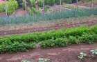 Seimenii Mari Casa 5 camere S.teren:4260 +vie+pomi fructiferi  vedere la Dunare - 8