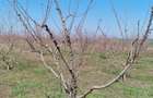 Teren de vanzare 6 hectare - 8