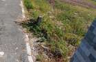 Teren de vanzare in Cumpana 500 mp Strada egretei nr 18 Toate utilitatile la poarta Pret 55000 euro 0757624849 nr proprietar - 4