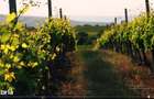 Vanzare VIE 16,5 ha, teren agricol Boldesti-Scaeni, langa crama Feruccio - 5