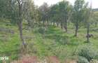 Teren extravilan 10.000 mp Livada de pruni, Dorolea (15 km de Bist