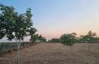 Vand Livada de nuci in Livada Arad - 1