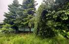 Silistea Snagovului- Gruiu - 4