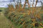 Vand plantatie de catina ecologica pe rod - 9