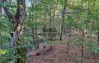 Padure de Fag 2 hectare - 4