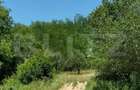Teren extravilan de vanzare, 2.900 mp, in sat Sintesti, comuna Margina