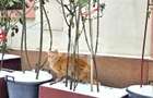 Apt 2 camere, 2 boxe mari, in Centrul Istoric - 2