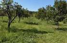 Particular vand teren,livada - 1
