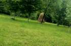 Teren de 3000 mp, în Cazaci - 5