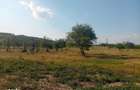 Teren de 15000 mp, în Filipeștii de Pădure - 3