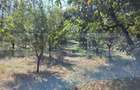 Casa de vanzare, 115 mp, teren 4000 mp, livada, zona Nord