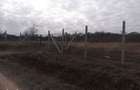 Teren ingradit cu panorama de vinzare Podgoria - 2