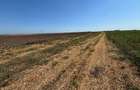 TEREN 15.000 MP Agigea extravilan cu front 102,64 m acces auto si PUZ pentru intrare in intravilan mentionat in C.U. - 2