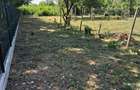 Orbeasca de sus, jud TR, str Valea targului nr 28