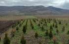 Vand teren Col?e?ti cu planta?ie tuia