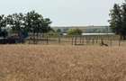 Teren intravilan Miersig, vedere la lac. 12,5 E/mp neg. Comision 0 - Miersig (Bihor) - 11