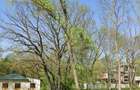 Teren intravilan 507 mp | Valu lui Traian | P+4E | Forest M - 3