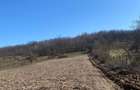 Teren de vanzare 11.000 mp, acces asfaltat - 4