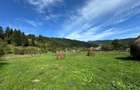 Teren de vanzare, com. Grinties jud. Neamt - 4