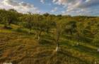 FILM! Confortabila ariere, 4.500 mp, arbori roditori, Sancraiu,Covasna