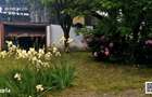 Casa P+1 cu aproximativ 4.100 mp teren in Campulung Muscel - 17