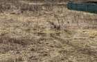 Teren intravilan, 568mp, zona Livezeni - 1