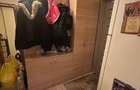 Apartament 2 camere - Tineretului - 5