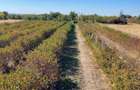 Plantatie Aronia de 12 ani, 5300 mp,intabulat intravilan - 4