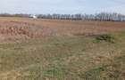 Vand teren odoreu martinest satu mare - 5