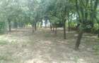 Particular casa la tara rustica 2100 mp, cu livada, solar legume si utilitati - la aproximativ 60 km de Bucuresti - 8
