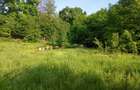 Vand teren 8.000 mp in Faget (zona D.D. Rosca) - 2