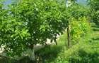 Casa P+M, direct proprietar, teren 2093 mp - 3