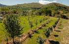 Teren de vanzare 5.100 mp, in localitatea Marun?i?u, ora? Patarlagele Ideal pentru casa de vacan?a - 4