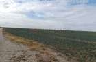 Ferma Agricolă 1.350 HA – Grad de Comasare 96–97%, Județul Arad - 1