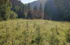 Teren de vanzare 3800 m2 - 8