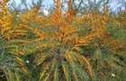 Vand plantatie de catina ecologica pe rod - 4