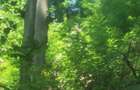 Vand padure 15.70 ha judetul Arges - 3