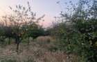 TEREN INTRAVILAN DE VANZARE ROBANE?TI, DOLJ | 5.000 MP