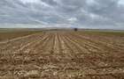 Teren extravilan 2500 mp,cu acces la Centura ,Radauti - 7