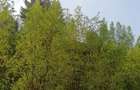Teren Podul Dambovitei,Lunca Cheii , Arges - 3
