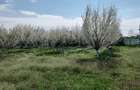 Teren intravilan 1200 mp+casuta de gradina si anexe Cascioarele, Ulmi - 2