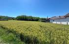 Teren intravilan cu vedere la padure, 2.533 mp, Melinesti, Amarasti - 3