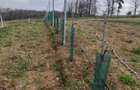 Coliba plus 2 hectare de pamant - 7
