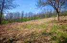Pasune cu padure 5.5 ha sat Dumbravita Com Barzava - 1