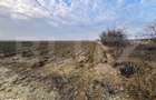Oportunitate-Teren intravilan de vanzare, 5000 mp, zona Comuna Danesti - 1